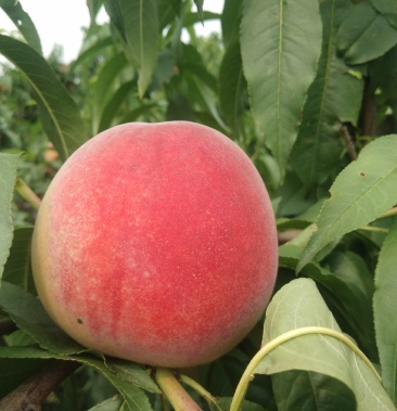 离核毛桃霜傲红大量上市