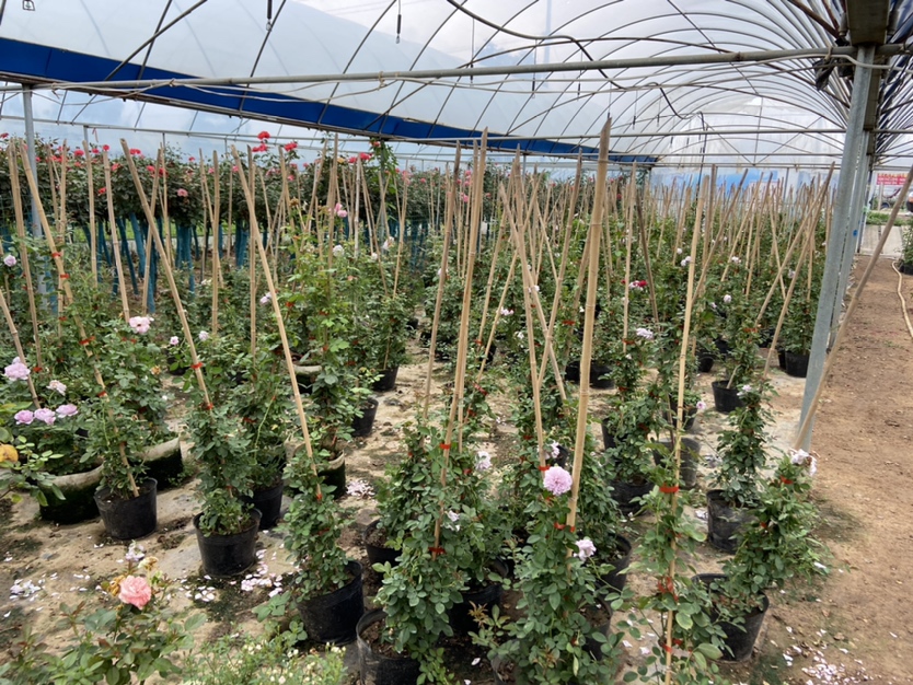 规模化种植的藤本月季大苗基地航拍图