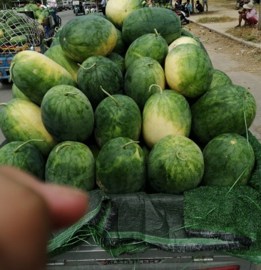 开封龙卷风西瓜大量上市