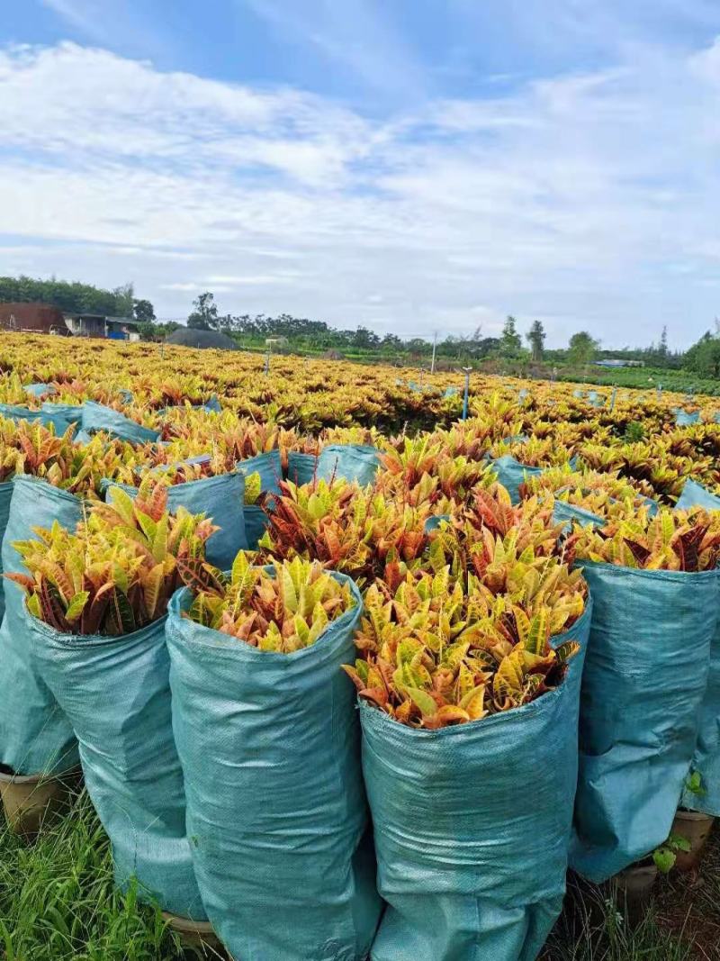海南精品变叶木基地直发大量供货量大从优欢迎联系