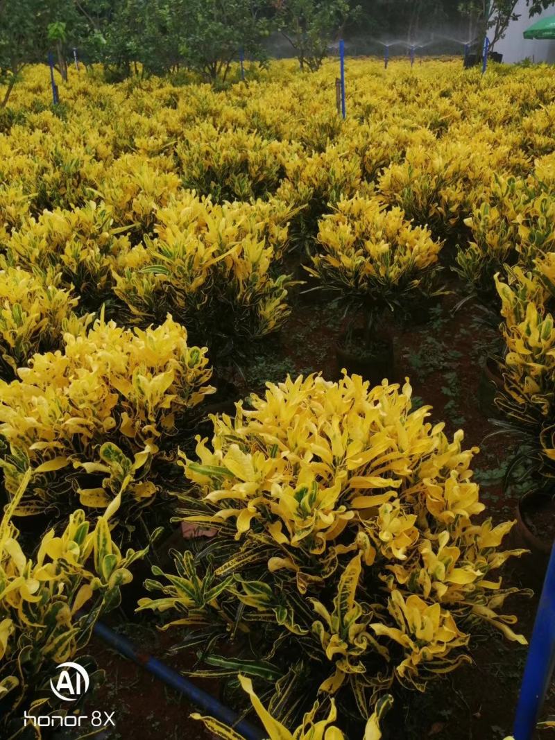 海南精品变叶木基地直发大量供货量大从优欢迎联系