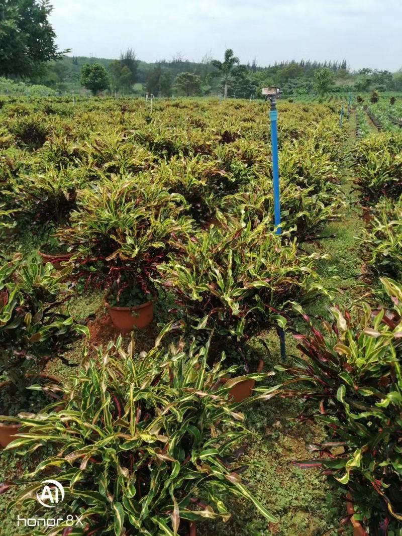海南精品变叶木基地直发大量供货量大从优欢迎联系