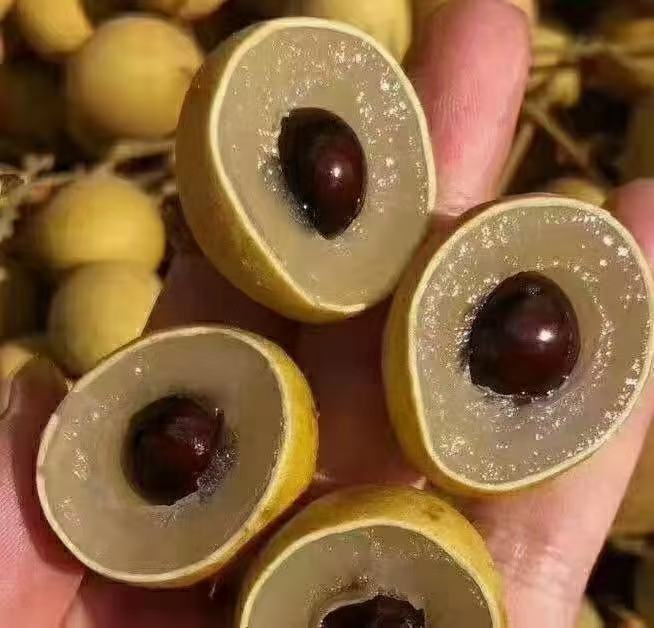 储良龙眼果实特写,展示果肉饱满、果壳细腻的特征 储良龙眼树果实特写图片