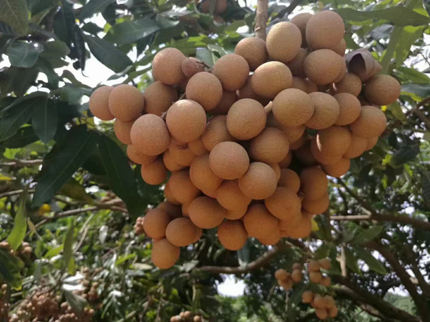 储良龙眼树果穗图