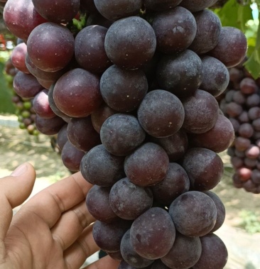 夏黑甜度高,果粉好,串好每串在2.5斤左右