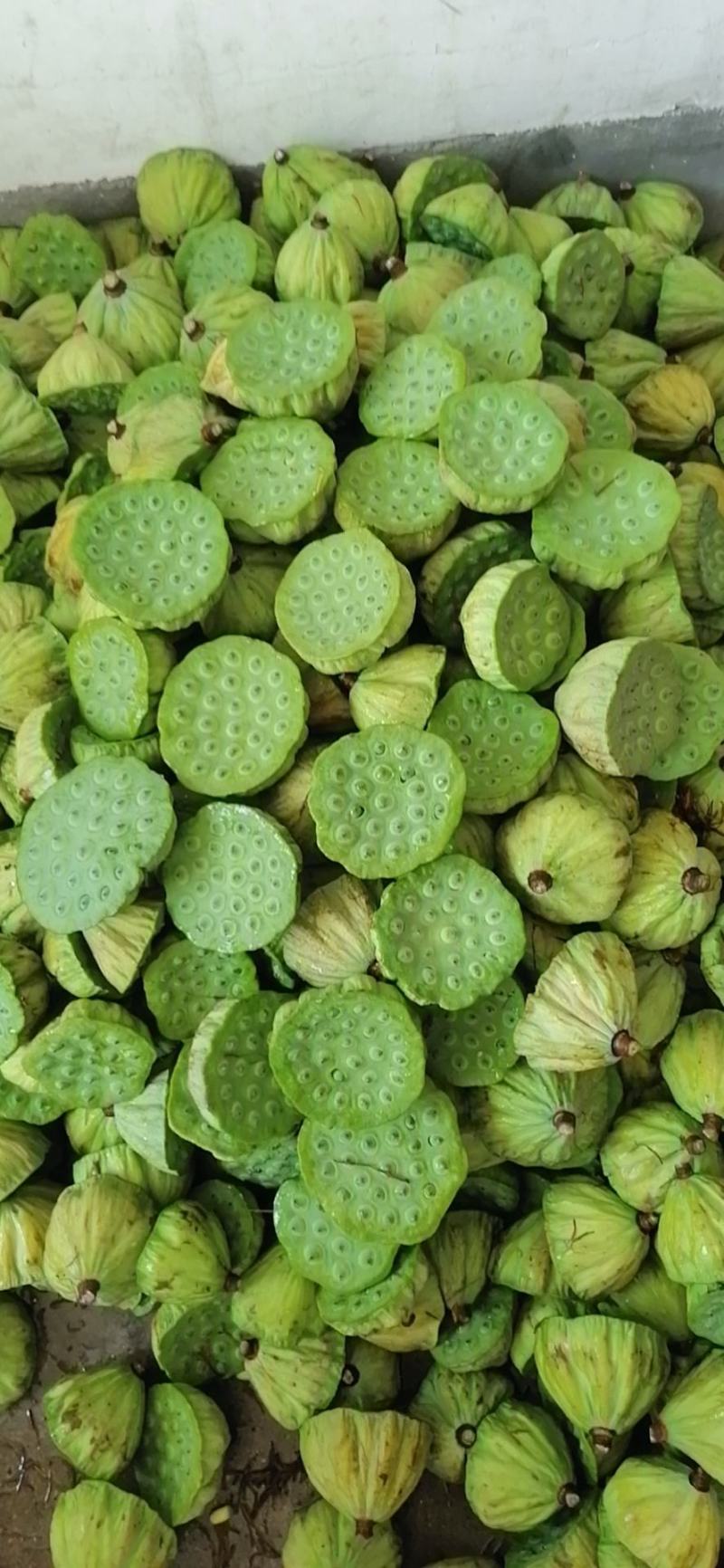 新鲜水果莲子:莲花批发