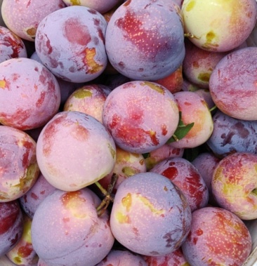 [李子批发]李子价格1.20元/斤 - 一亩田