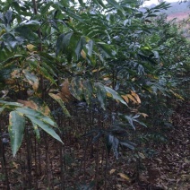 江西绿化苗木无患子基地