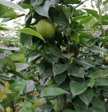 82梨皮薄,肉脆,水份足