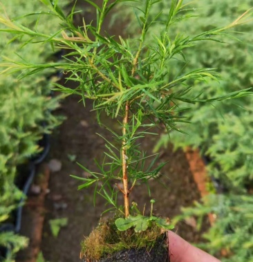 澳洲茶树苗 精选扦插苗 一代组培苗.量大从优