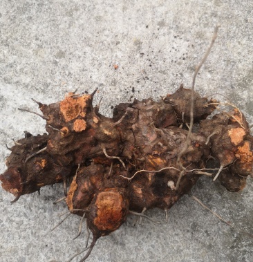 [金刚藤批发]野生金刚藤价格30.00元/棵 - 一亩田