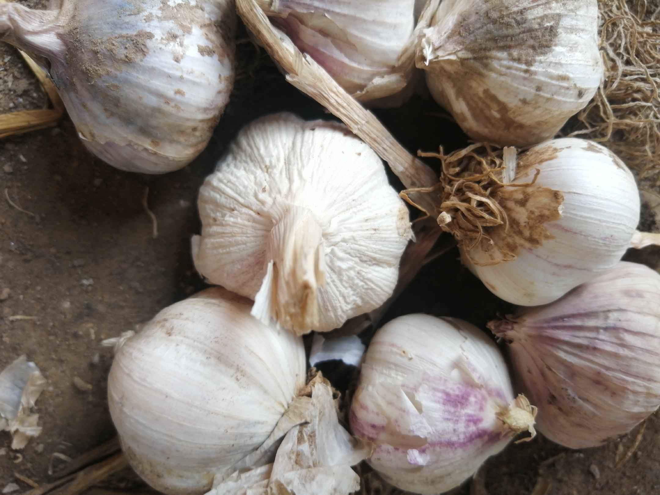 新鲜翠绿的蒜薹整齐摆放在竹编菜篮中，背景为农家小院清晨阳光洒落，部分蒜薹已剥去外皮露出洁白茎部