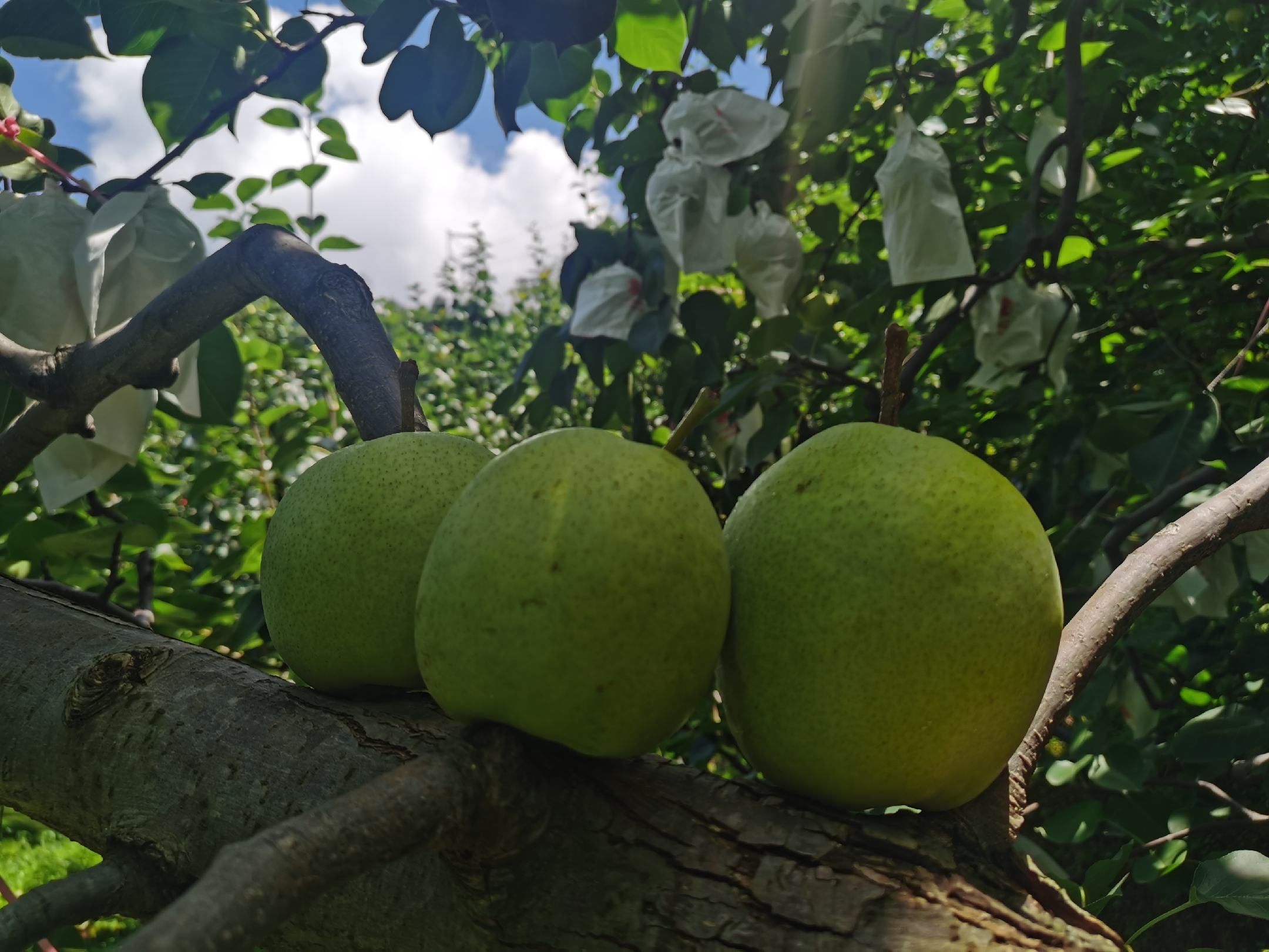 一片整齐的金花梨果园,成排的梨树整齐排列,树上挂满金黄色的成熟果实,农民正在采摘果实,使用竹篮收集,背景为青山环绕的丘陵地形,天气晴朗,展现规模化生态种植场景 金花梨果园实景