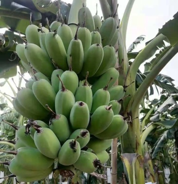 [苹果蕉批发]苹果蕉,粉蕉价格2.00元/斤 - 一亩田