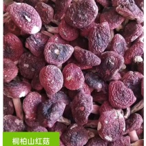 桐柏山野生红菇，手选货，精品货，统货，都有，满足客户需求