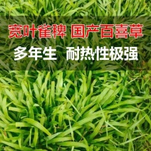 宽叶雀稗种子国产百喜草种籽宽叶草护坡绿化草种畜禽牛羊鱼兔