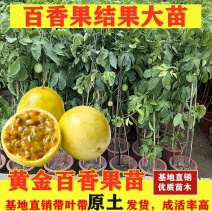 黄金百香果苗，10x10扦枝苗20至30高左右