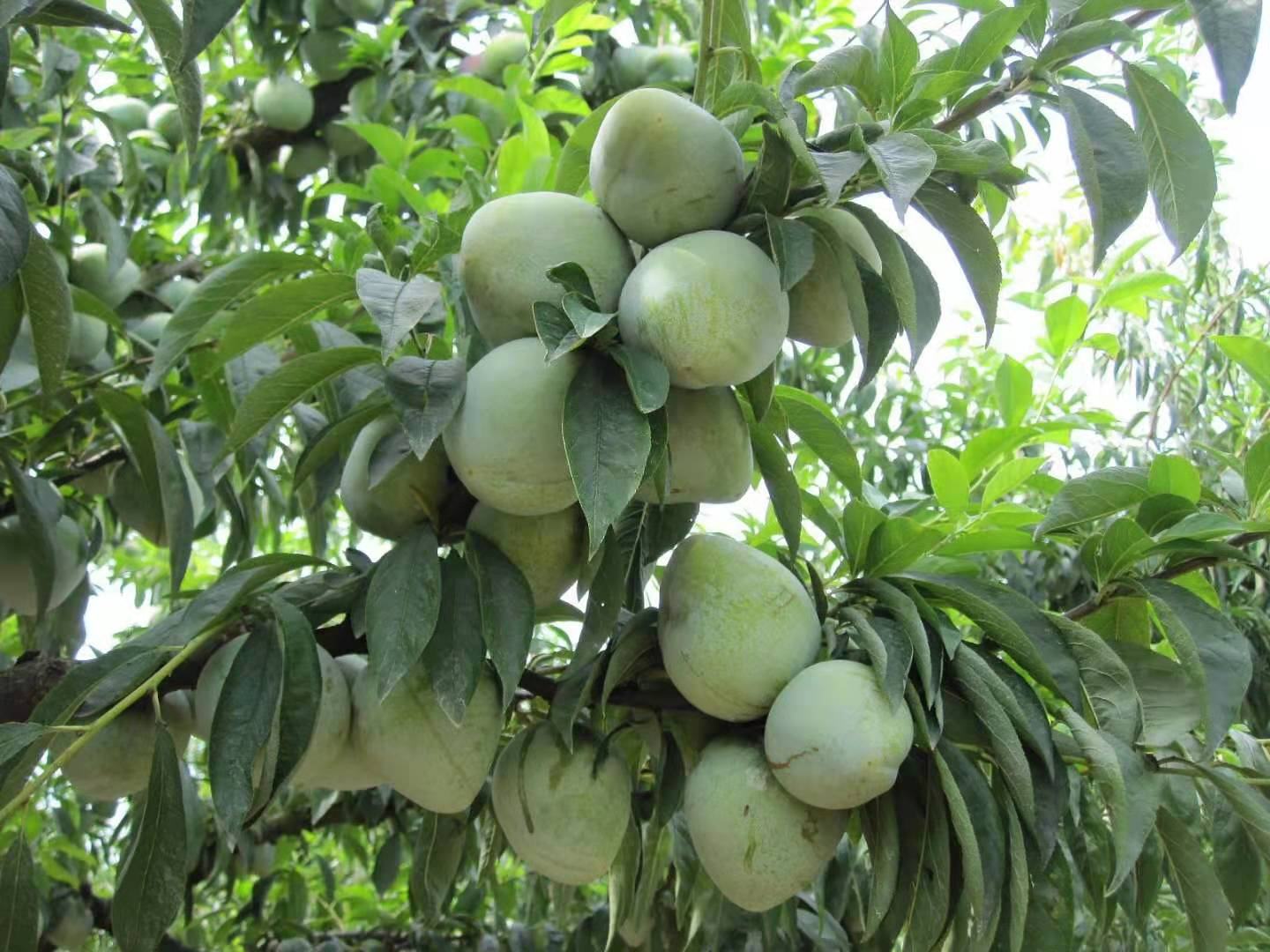 嵊州桃形李果园成熟景象