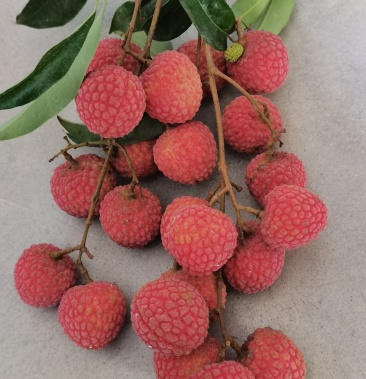 [荔枝批发]新品种荔枝,龙鳞,风吹寮价格25.00元/斤 - 一亩田