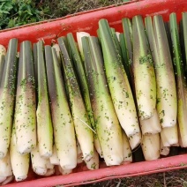 浙茭8号双季茭白苗，浙江金华直发，可实地考察，提供技术指