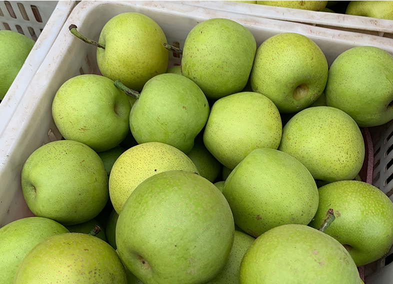 翠冠梨整体展示图