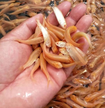 [金草鱼批发]赤目金草鱼,大量批发,全国发货,基地直供价格2.