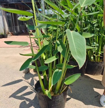 再力花 水生植物 农户直发 质量保证 各种高度 欢迎联系