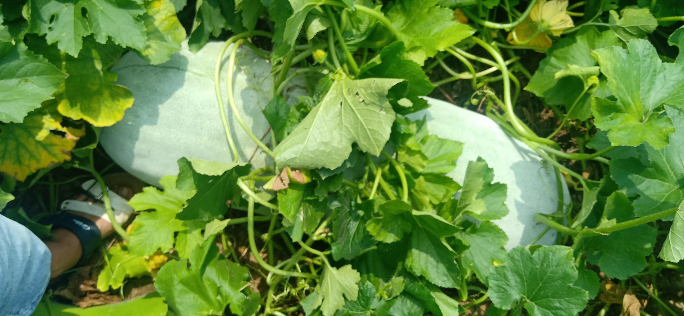 农户正在采收沁阳冬瓜