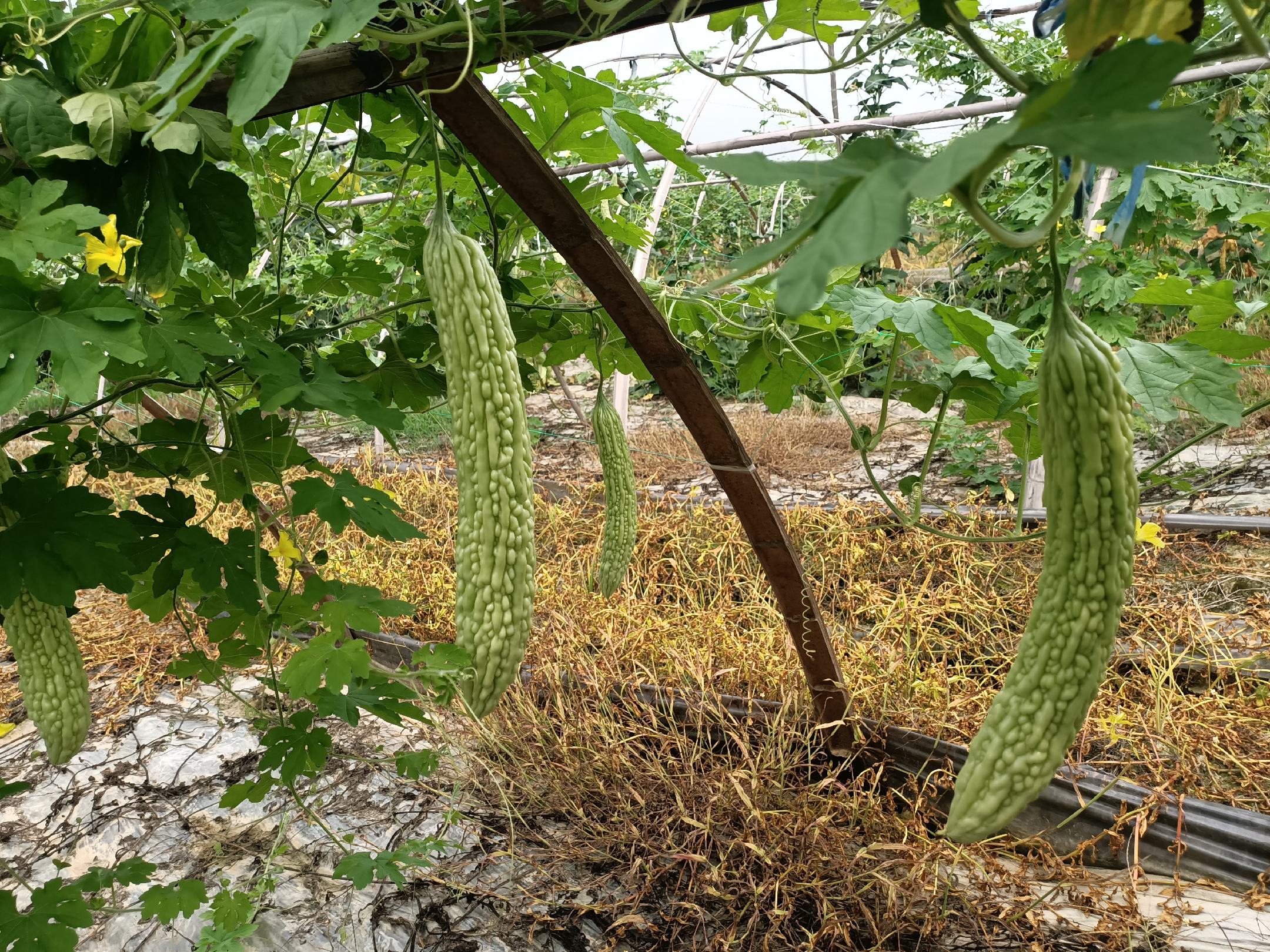 高清微距摄影:成熟苦瓜(Momordica charantia)横切结构,展示典型瘤状表皮、青绿色厚果肉层、白色疏松胎座及浅褐色扁平种子,体现其作为药食同源农产品的形态学特征 苦瓜横切面特写:翠绿果肉、白色海绵状胎座、饱满种子,表面微凸瘤状突起清晰可见