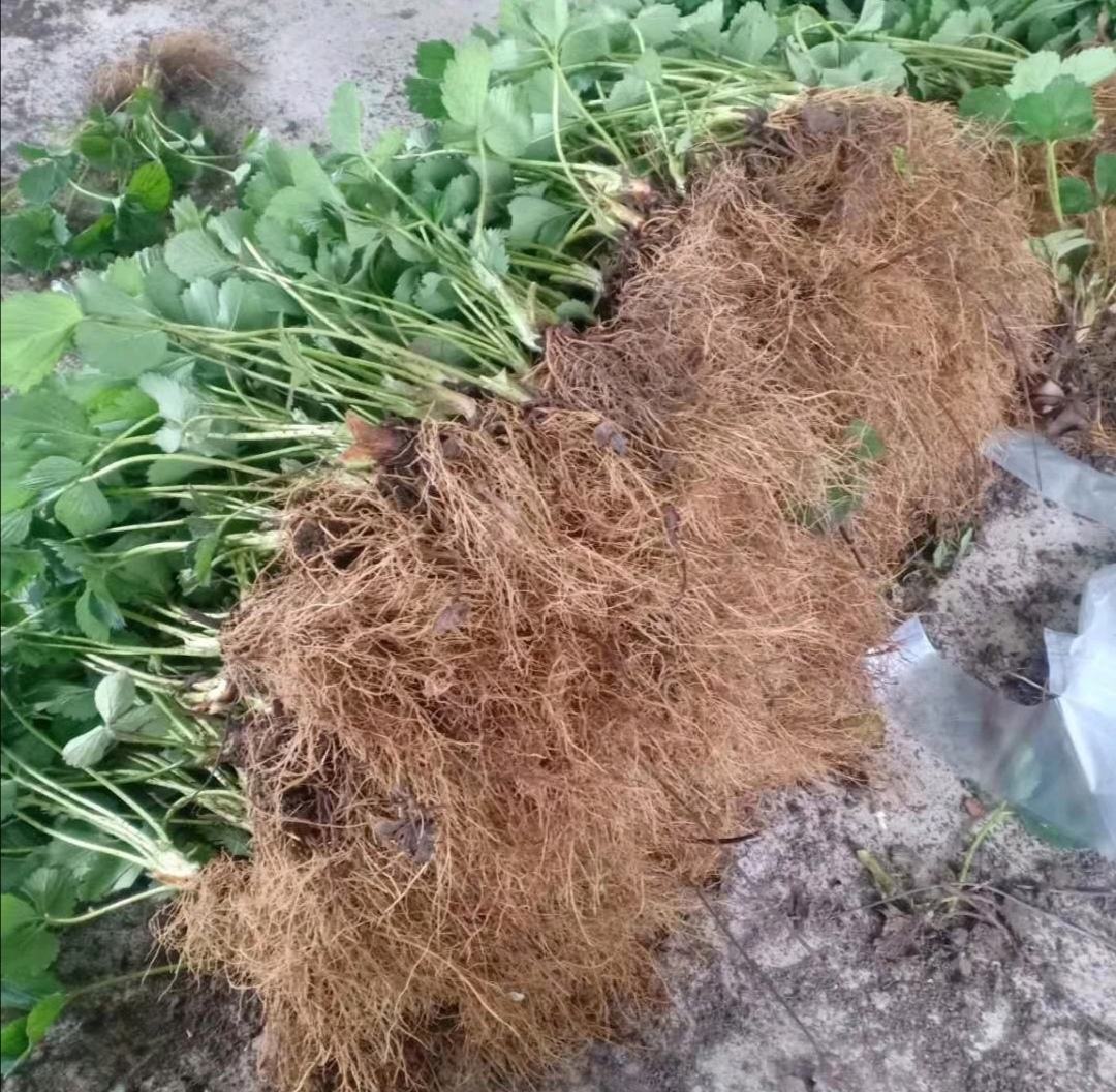 冬枣籽播种现场图