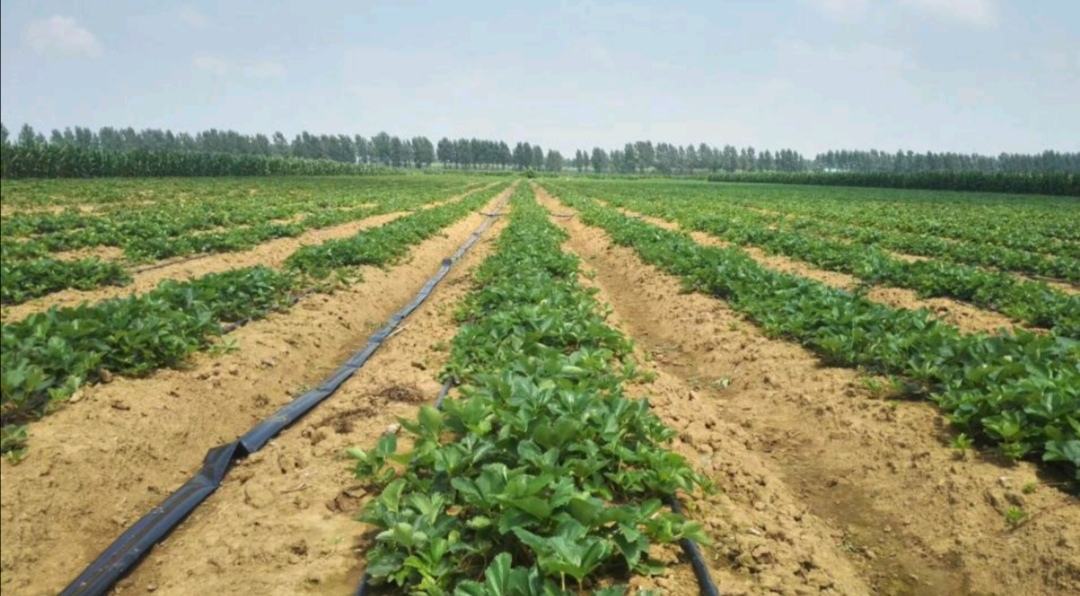 草莓大棚种植现场图