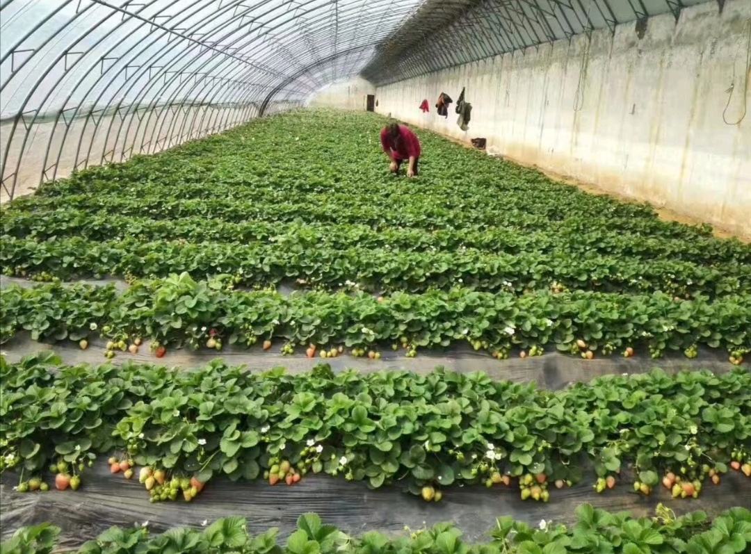 惊爆草莓种植基地实景