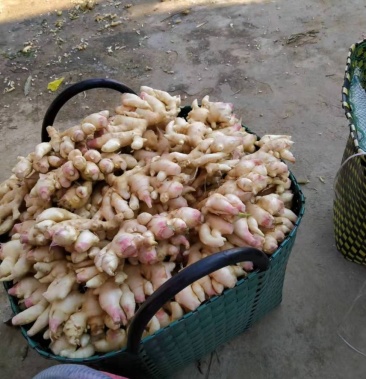 [生姜批发]肉姜价格2.00元/斤 - 一亩田