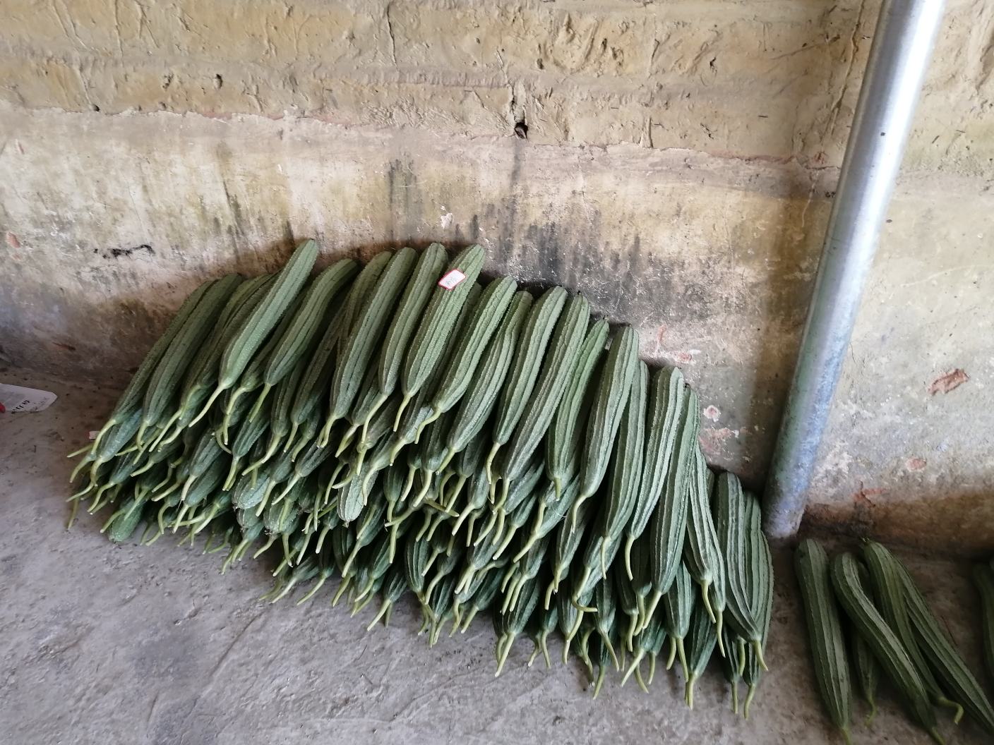 金丝熊在进食绿色蔬菜