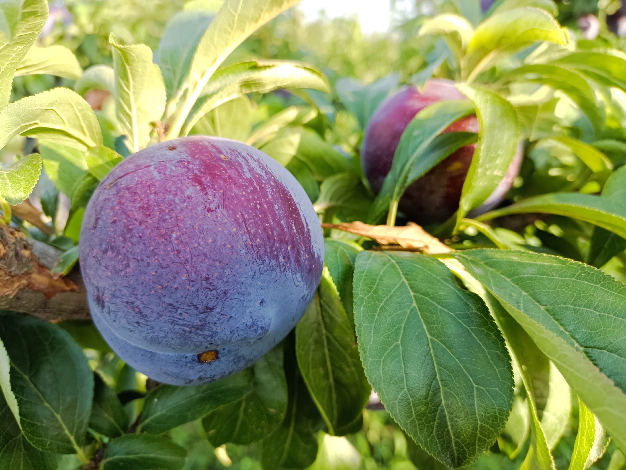 一名果农正在南美洲某高原果园中手工采摘红布林,树上挂满紫红色果实,阳光透过树叶洒落,画面展现生态种植与自然成熟的过程 红布林果园采摘场景