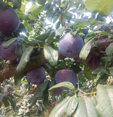 大量优质黑布林可视频看货