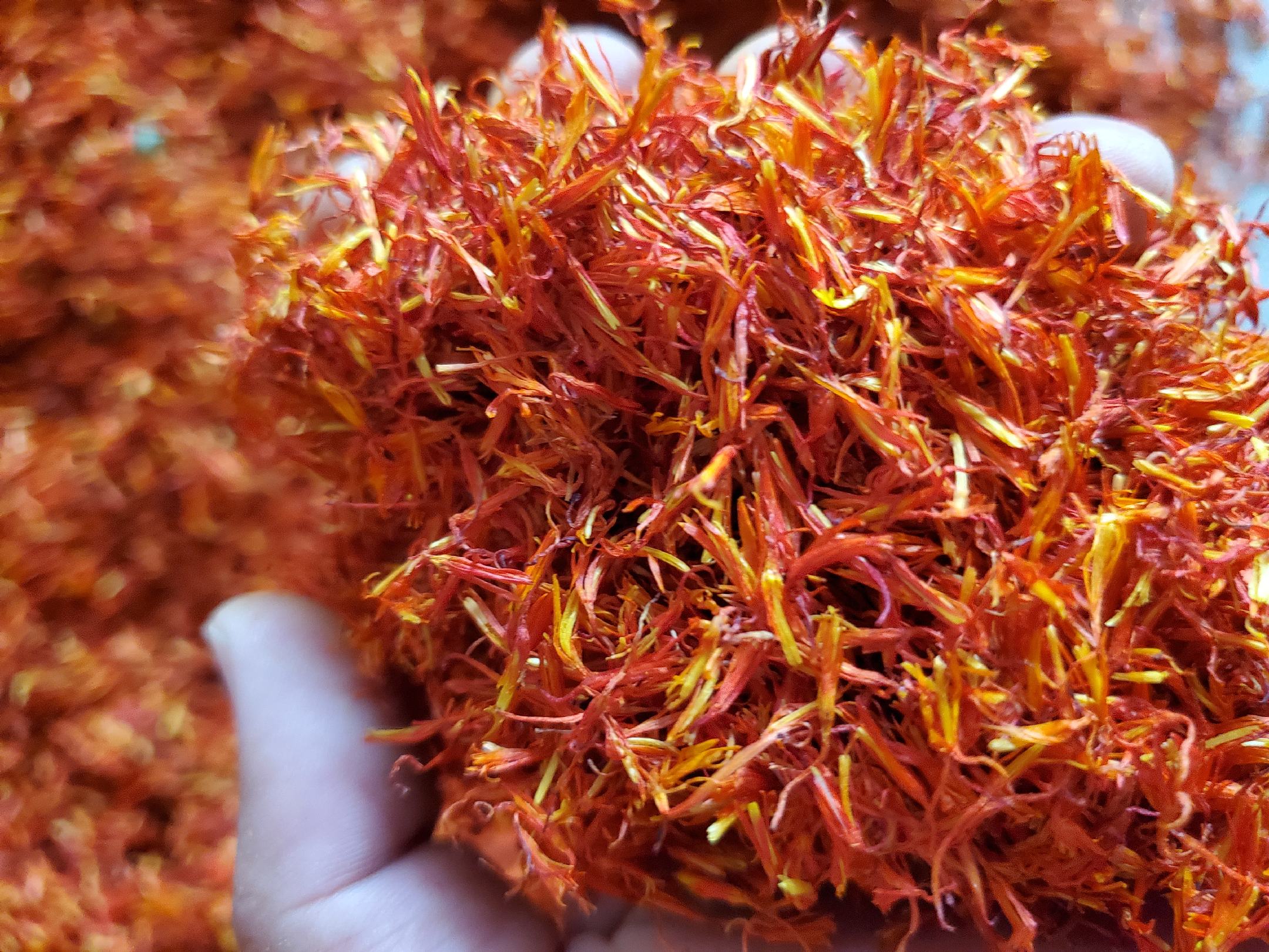 南瓜花特写