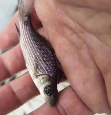 岩原鲤产地直销优质货源保证成活率抗病毒