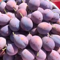 新疆喀什伽师县法兰西小西梅，主产种植基地，全国*有名的