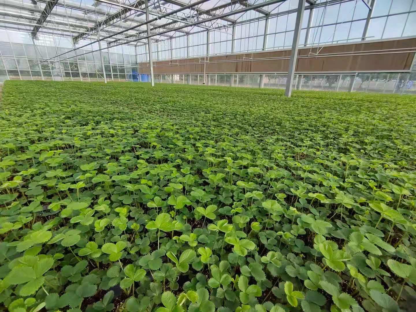 温室中生长的章姬草莓植株,叶片深绿有光泽,花序明显;成熟果实呈长圆锥形,表面光滑,颜色鲜红至深红色,果尖略弯,萼片平展,无明显残留花柱。背景为白色无土栽培槽,显示现代化种植环境 章姬草莓植株与果实特写