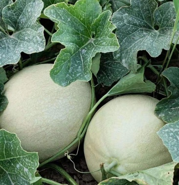 瓜州银蒂蜜瓜!一箱四个!量大可优惠,质量有保证!