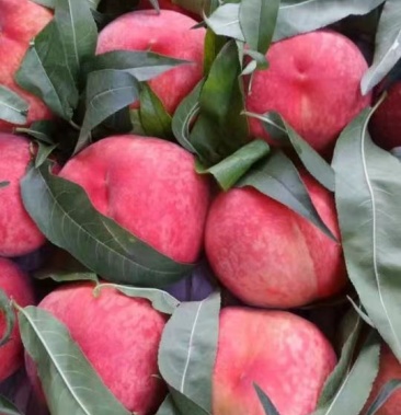 精品毛桃绿化久红岗山久保z大量供应品质保证