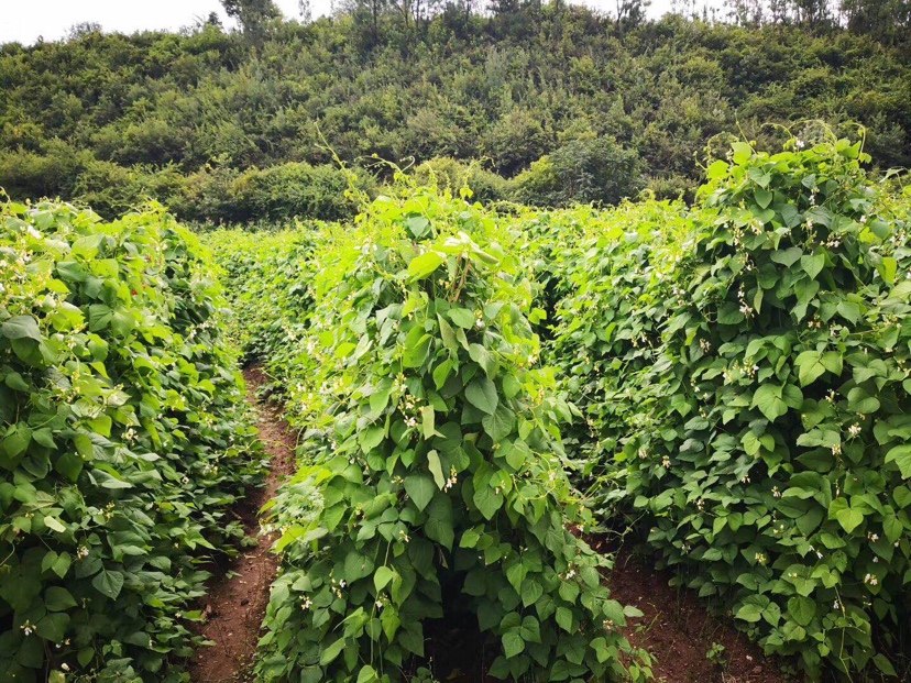 图片说明:一片绿色农田中,整齐排列的白扁豆植株正在生长,藤蔓缠绕,展示其自然生长环境 白扁豆种植场景图