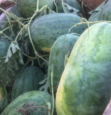 [龙卷风西瓜批发]龙卷风装车中价格0.77元/斤 - 一亩田