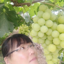 黄金蜜葡萄苗（早熟阳光玫瑰)粒子大口感香甜脆，保纯保活