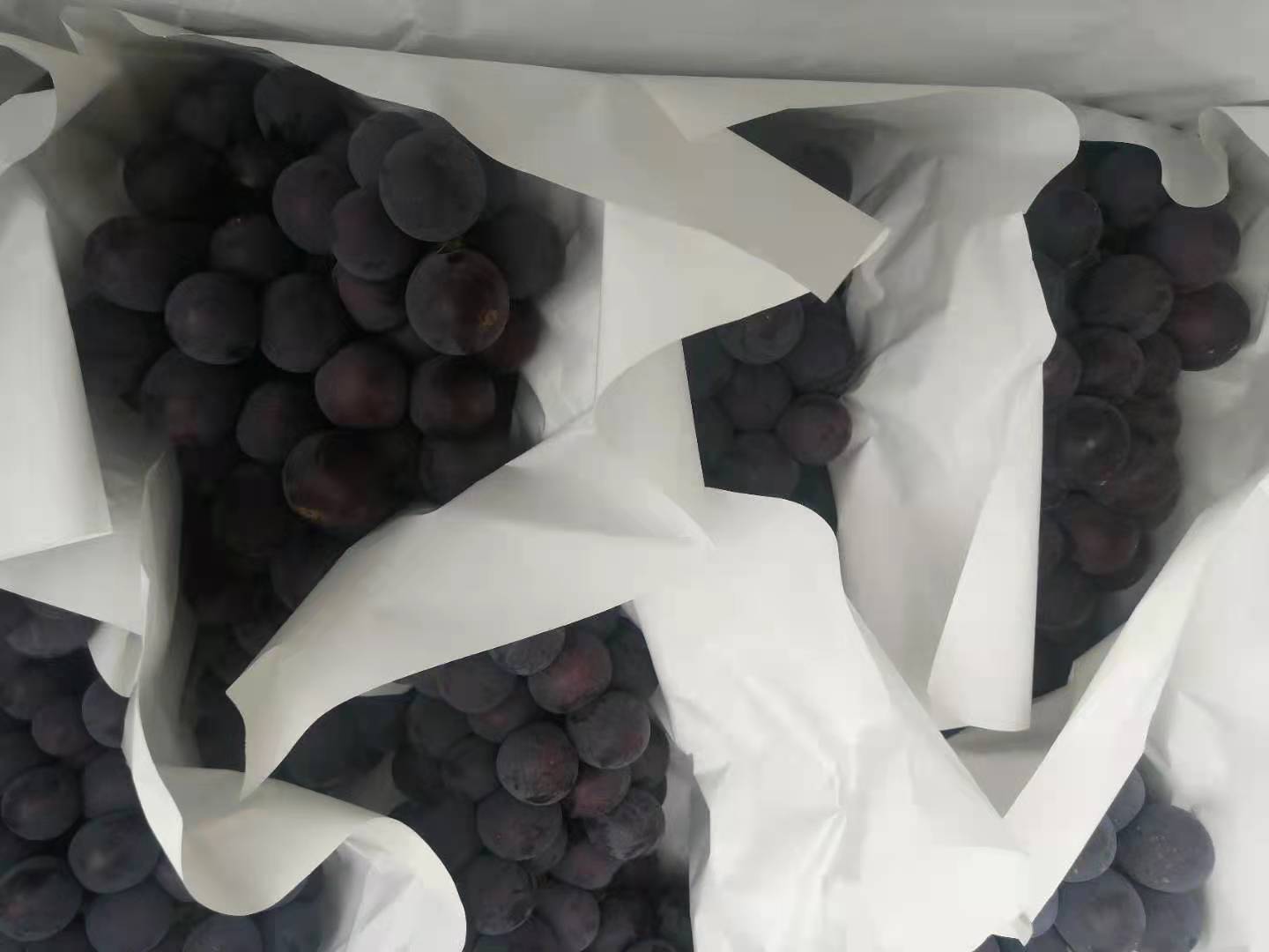 多场景融合图:呈现京科甜608从商超货架到家庭餐桌的完整消费链路,强调产品包装专业性、食材本真色泽及真实用户愉悦体验,突出‘可溯源’‘易烹饪’‘高接受度’三大信任符号 京科甜608终端消费场景组合图:左侧为超市冷柜中真空包装产品特写(印有清晰品种名与二维码溯源标签),右侧为家庭厨房蒸锅中热气腾腾的金黄玉米棒,底部叠加年轻消费者手持玉米棒微笑品尝的手机摄影风格抓拍