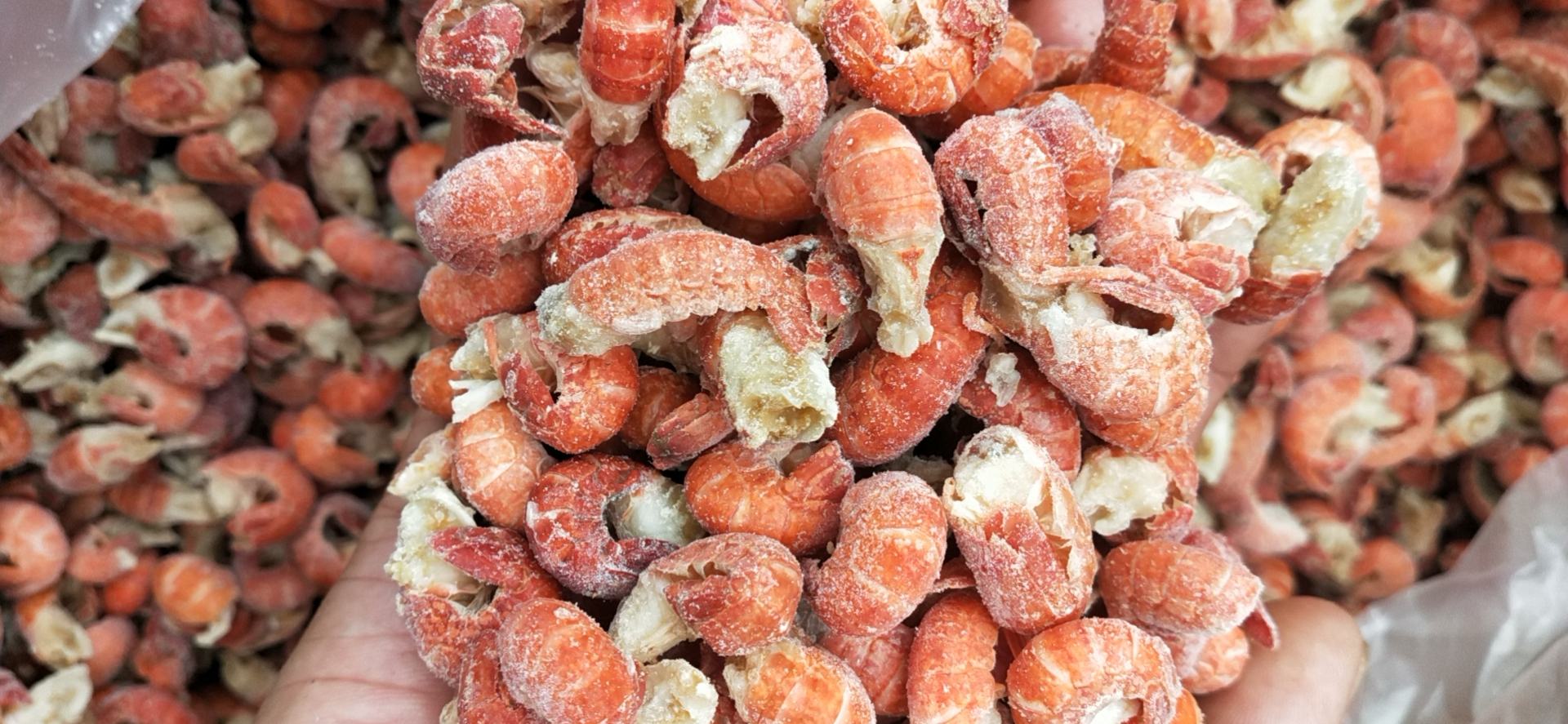 小龙虾分拣流水线特写