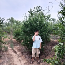 花石榴，树树形优美2米到3.5高
