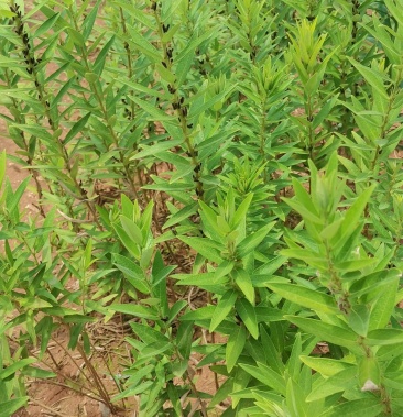 [芋头批发]鸡头薯价格25.00元/斤 - 一亩田