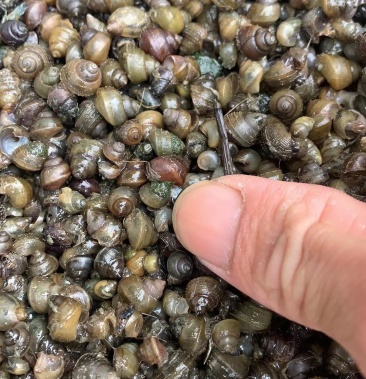 大量精品蚂蟥饲料螺,新鲜色泽好无杂质!每天30-50顿